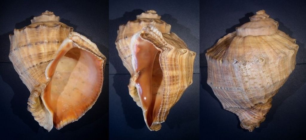 Rapana venosa (Valenciennes, 1846)